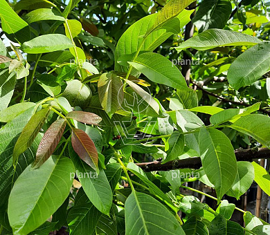 Juglans regia 'Coenen'