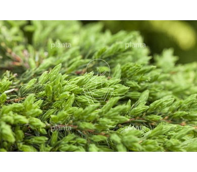 Juniperus communis 'Repanda'