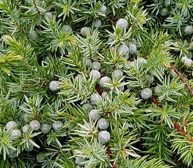Juniperus conferta 'Schlager'