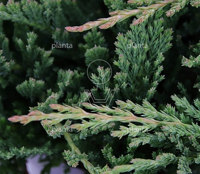 Juniperus horizontalis 'Prince of Wales'