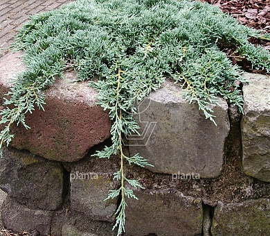 Juniperus horizontalis 'Icee Blue'