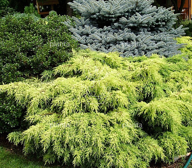 Juniperus pfitzeriana 'Gold Star'