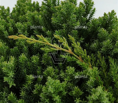 Juniperus procumbens 'Nana'