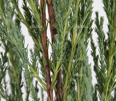 Juniperus scopulorum 'Blue Arrow'