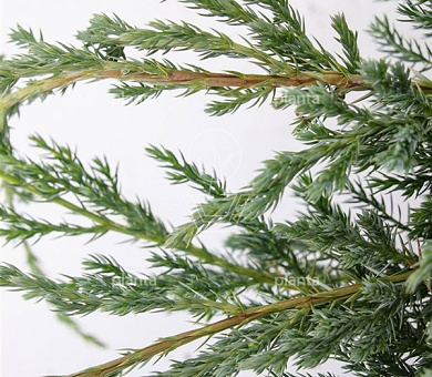 Juniperus squamata 'Blue Carpet'