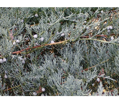 Juniperus virginiana 'Grey Owl'