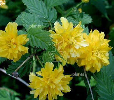 Kerria japonica 'Pleniflora'