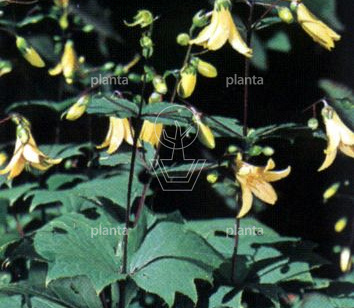 Kirengeshoma palmata