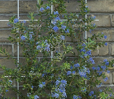 Klimplantenrek gegalvaniseerd (incl. bevestigingsset)