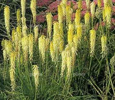 Kniphofia 'Little Maid'