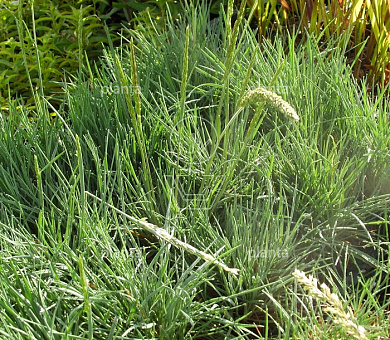 Koeleria glauca