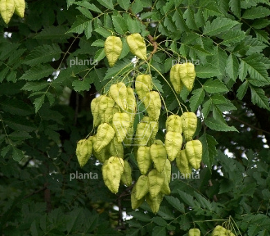 Koelreuteria paniculata