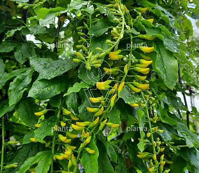 Laburnum alpinum 'Pendulum'