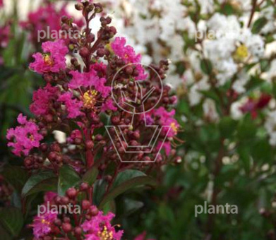 Lagerstroemia indica 'Berry Dazzle'