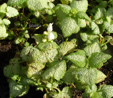Lamium maculatum 'White Nancy'