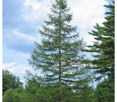 Larix decidua