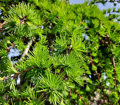 Larix kaempferi 'Stiff Weeper'