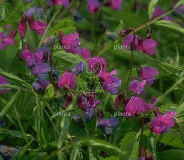 Lathyrus vernus
