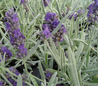 Lavandula angustifolia 'Richard Gray'