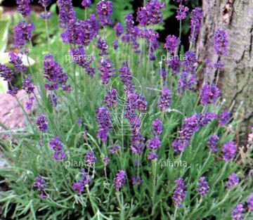 Lavandula angustifolia 'Dwarf Blue'
