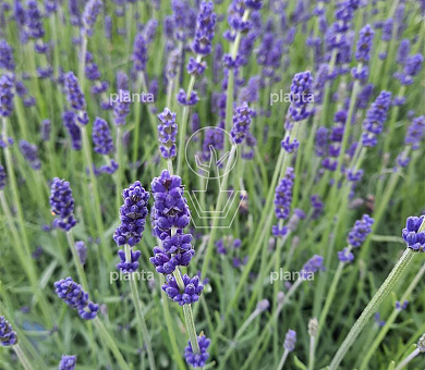 Lavandula angustifolia 'Hidcote'