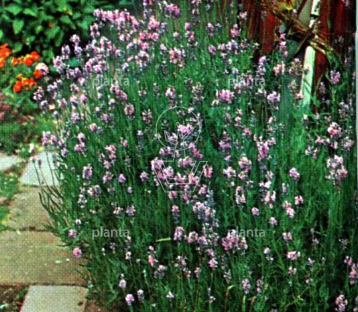 Lavandula angustifolia 'Rosea'