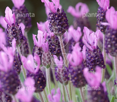 Lavandula stoechas