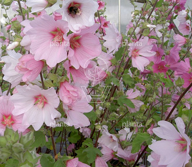 Lavatera 'Barnsley'