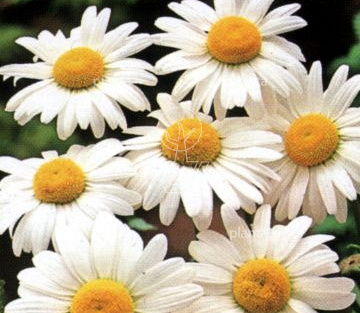 Leucanthemum vulgare 'Maikönigin'