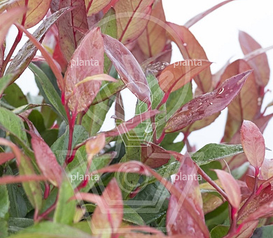 Leucothoe 'Zeblid'