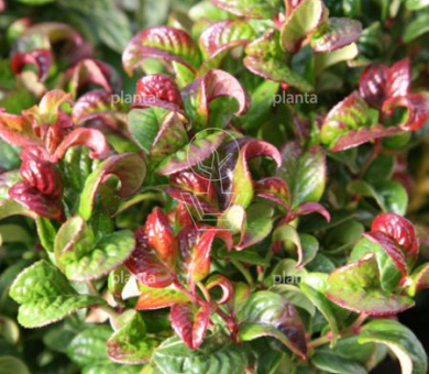 Leucothoe axillaris 'Curly Red'