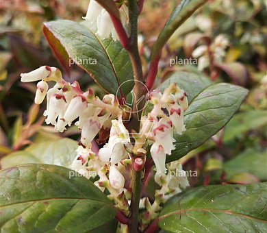 Leucothoe fontanesiana 'Makijaz' (R)
