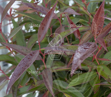 Leucothoe keiskei 'Burning Love' 