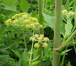 Levisticum officinale