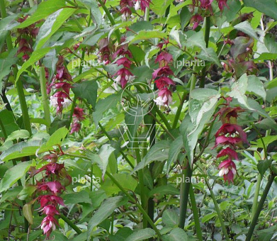 Leycesteria formosa