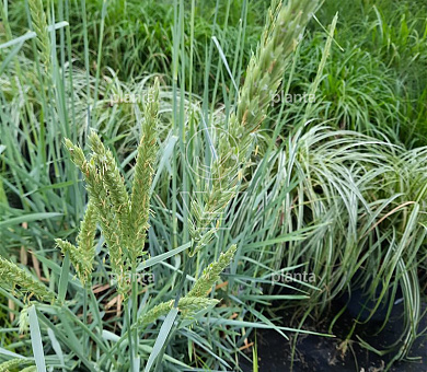 Leymus arenarius 'Blue Dune'
