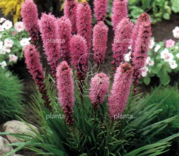 Liatris spicata