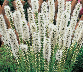 Liatris spicata 'Alba'