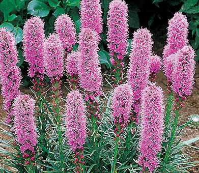 Liatris spicata 'Kobold'