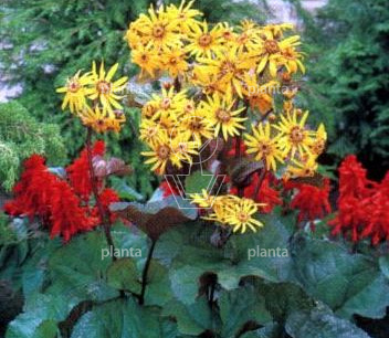 Ligularia dentata 'Othello'