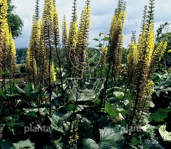 Ligularia przewalskii
