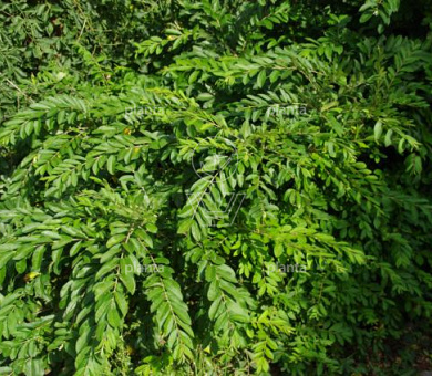 Ligustrum obtusifolium regelianum