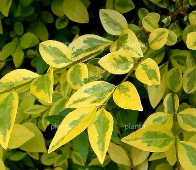 Ligustrum ov. 'Aureum'