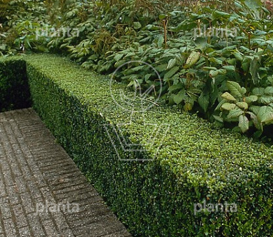 Ligustrum ovalifolium