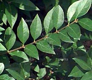 Ligustrum vulgare 'Lodense'