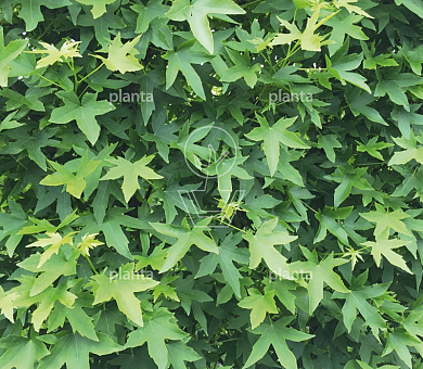 Liquidambar s. 'Worplesdon'