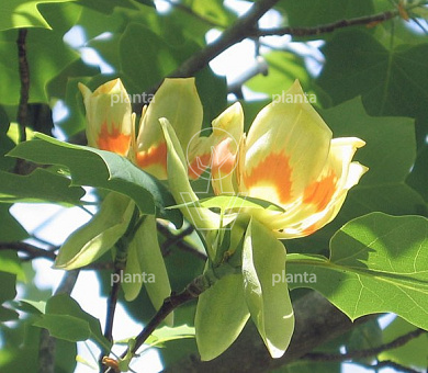 Liriodendron tulipifera