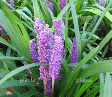 Liriope muscari 'Big Blue'