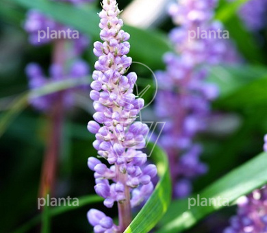 Liriope muscari 'Ingwersen'