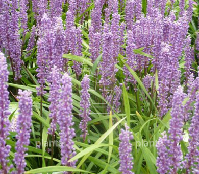 Liriope muscari 'Moneymaker'